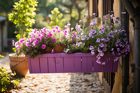 紫色橱窗盆栽图片