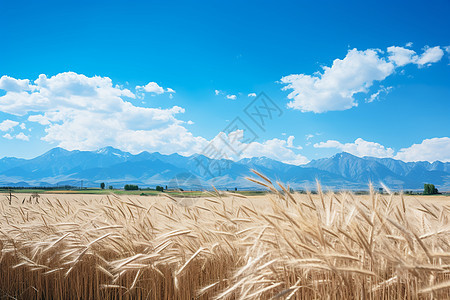 乡村农业种植的金色麦田图片