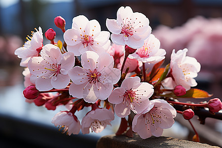 春日桃花花瓣背景图片