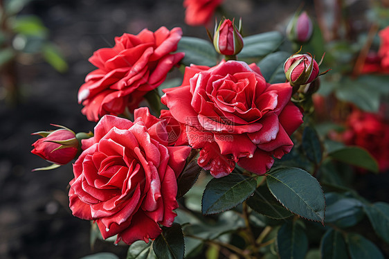 玫瑰花丛中的一束红玫瑰图片
