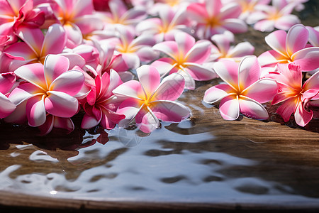 水池中漂浮的花朵图片
