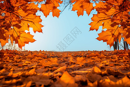 秋日满地的落叶背景图片