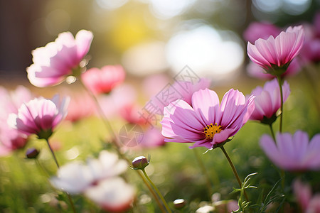 草地上美丽的粉花图片