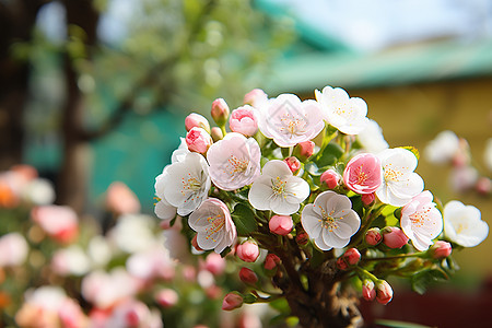 鲜花之美图片