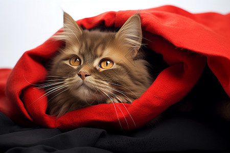 猫咪躲在红色毯子里图片