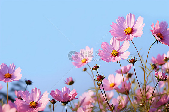 缤纷花海图片