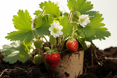 草莓植株图片