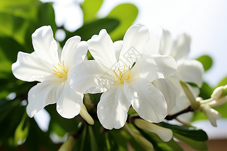 清新的白色花朵图片