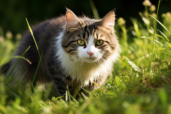 小猫在绿草地上漫步图片