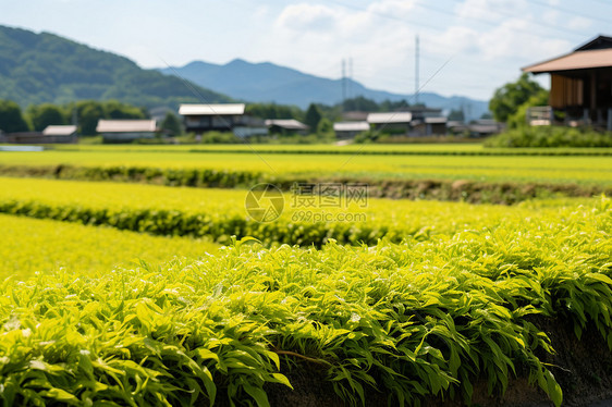 田园风光中的丰收之地图片