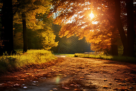 夕阳照耀下的秋林图片