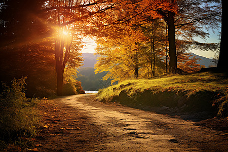阳光下的秋林图片