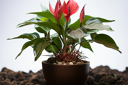 花盆里种植的鲜花图片