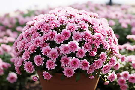 花园里的粉红花盆背景图片