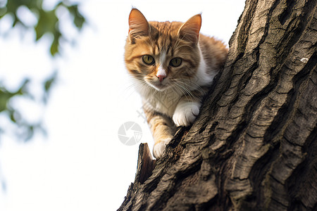 树上的小猫咪图片