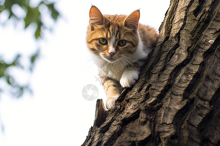 树上的小猫咪图片