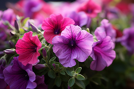 紫色的美丽花朵图片