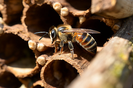 忙碌的蜜蜂背景图片