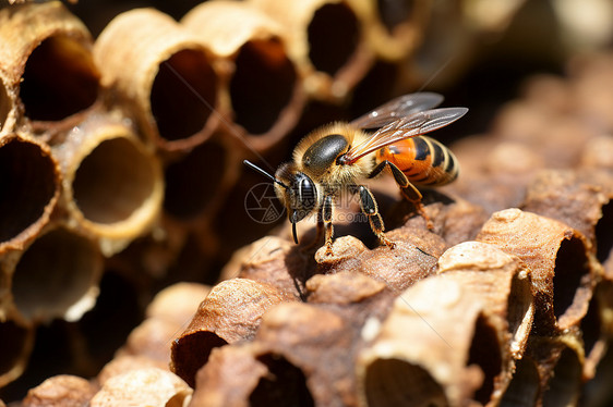 木头上的蜜蜂图片