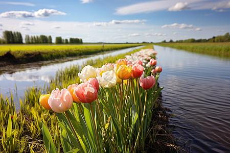 河岸边的一片草地上一排郁金香靠着河流盛开迪克·凡德利斯的一张颜色场景照片图片