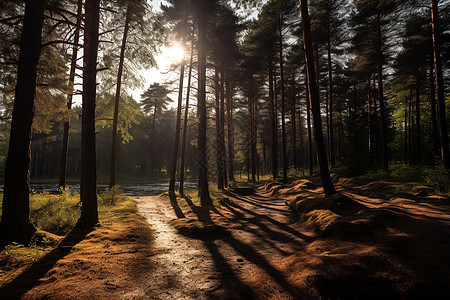 日光下的森林小径图片