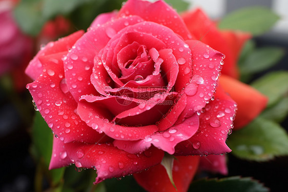 粉色玫瑰花上的水滴图片