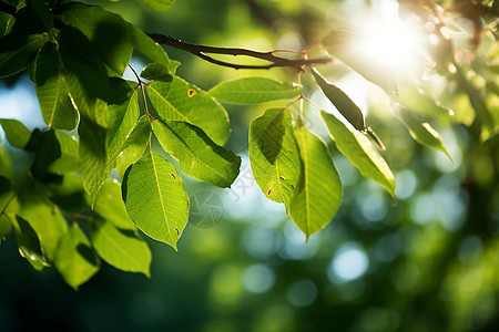 阳光照耀的树枝背景图片