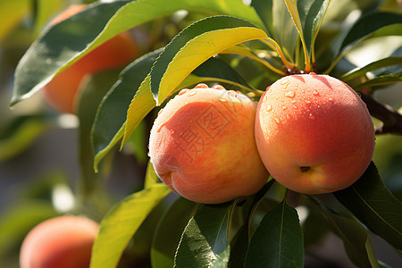 树枝上新鲜的桃子背景图片