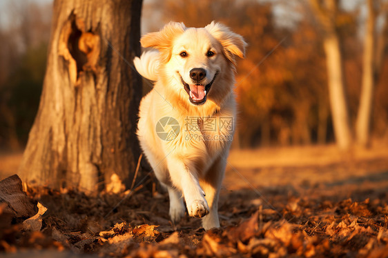 树林里奔跑的小狗图片
