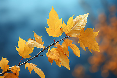 秋季的植物黄叶图片
