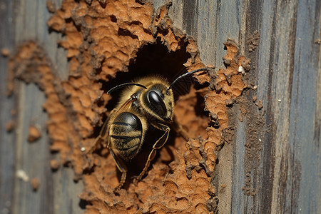 树木树洞里的蜜蜂图片