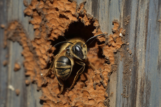 树木树洞里的蜜蜂图片