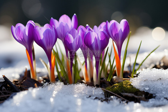 冬季花卉图片