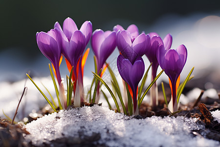 雪中傲立的紫花图片