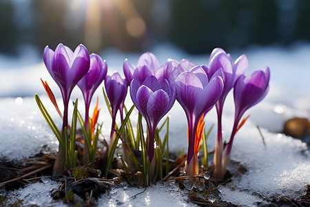 冰雪季节的花朵图片