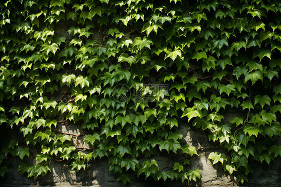 绿叶藤蔓覆盖的墙图片