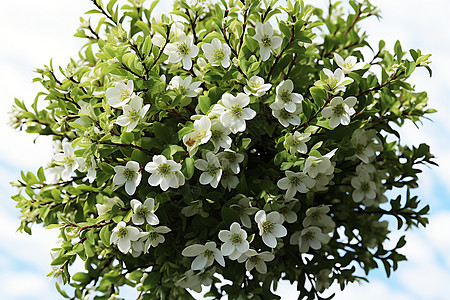 美丽的白花绿叶背景图片