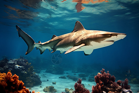 海底游动的鲨鱼图片