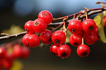 枝干上的红色浆果图片