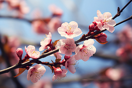 绽放的樱花树图片