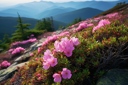 山坡上的粉色花海图片