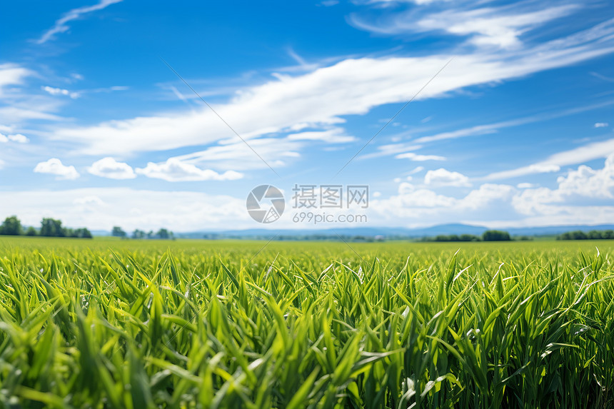 田野上碧空图片