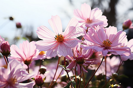 花海中的粉色花朵图片