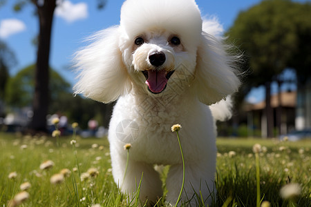草地上的贵宾犬图片