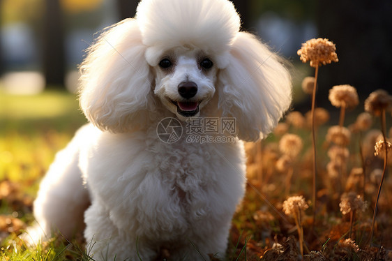 花草间的贵宾犬图片