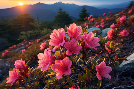 夕阳下的绚烂花海图片