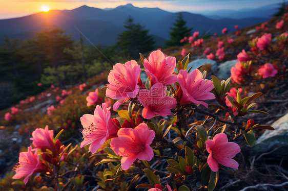 夕阳下的绚烂花海图片