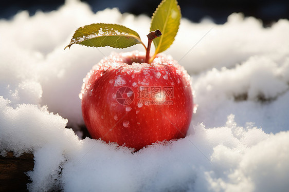 雪地里的红苹果图片