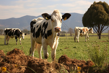 田野上牛群背景图片