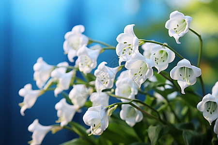 盛放的白色花簇图片